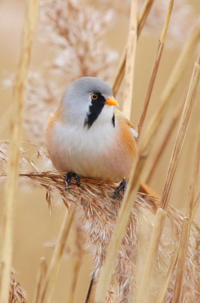 Male Bearded Tit taken at RSPB Radipole Lake ,Dorset.  #winterwatch #birds #springwatch #countryfile #animals #birder #BirdsSeenIn2023 #birdwatching #canon #photo #bestbirds #naturelovers #NaturePhotograhpy #NatureBeauty #wildlifephotography #wildanimals