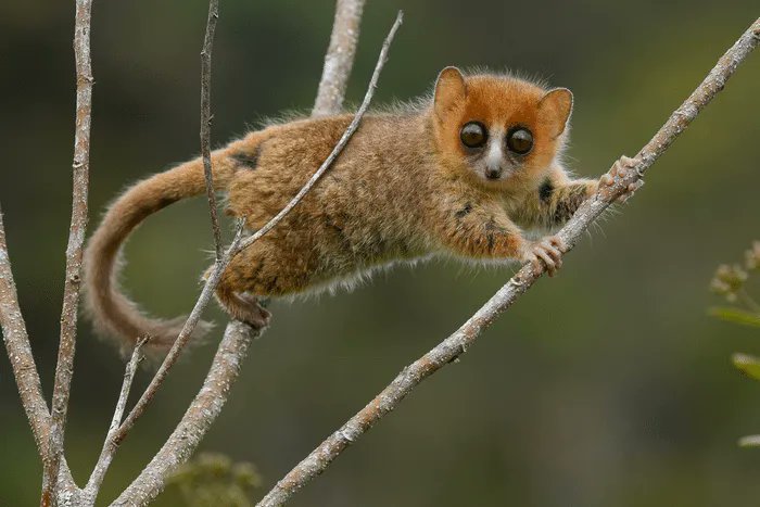 About 90% of the plants and animals on Madagascar are not found anywhere else on Earth! 🐒🌍🦥🏝️
​
​Verreaux’s Sifakas and Brown Mouse Lemurs are 2 of 104 species of lemurs that are at risk of extinction, and scientists say the time to act is "now or never."   

📷 Chien C. Lee