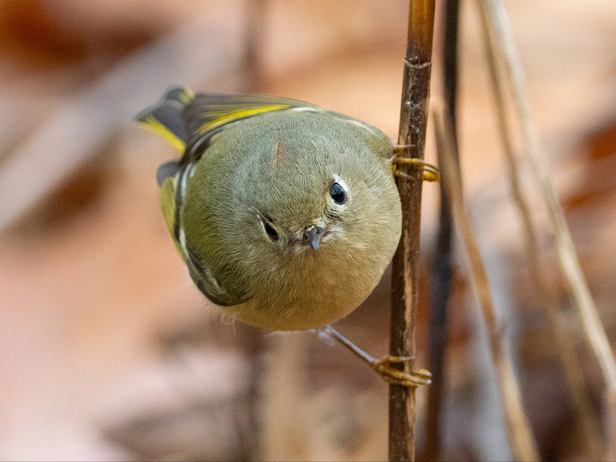 chirpsofnewyork's tweet photo. Ruby-crowned kinglet seen this morning at Swindler Cove, Manhattan #birds #birding #birdwatching #birdphotography #birdcpp https://t.co/Outxm0pANR