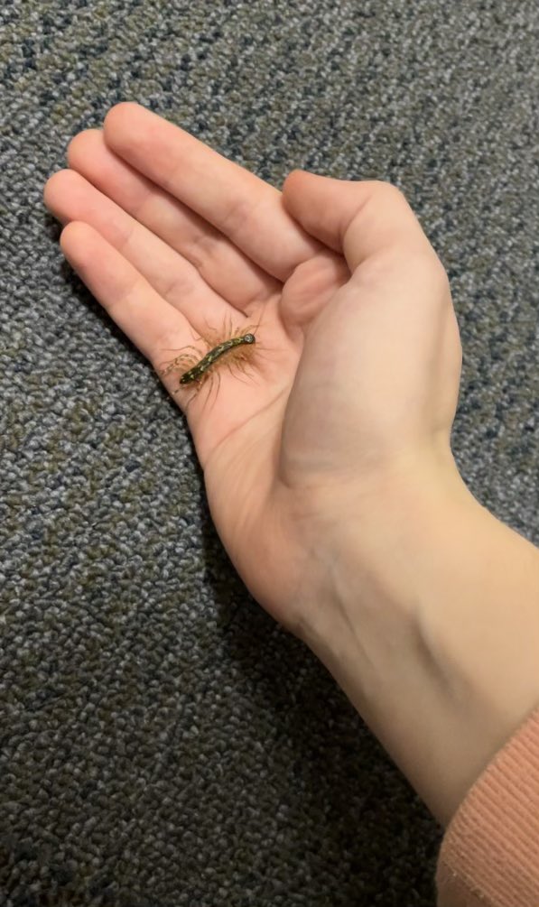 stemrust's tweet image. When you raise your children not to fear bugs and they befriend the creepiest of crawlies… I wouldn’t even pick one of these up.