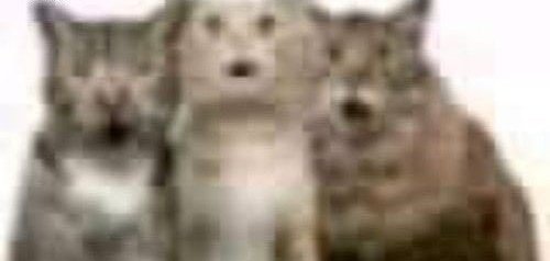 yellow ' ' tweet media