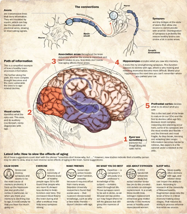 chrost_hugo's tweet photo. The ageing brain.
Credits: Bonnie Berkowitz and Alberto Cuadra
#neuroscience #MedTwitter https://t.co/YTKSXuUY2s