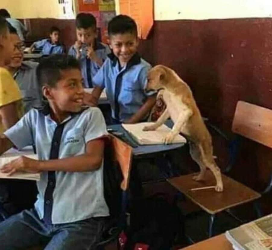 perritos_qctd's tweet photo. El esfuerzo de hoy, lo verás reflejado mañana https://t.co/HVYwcqfabo