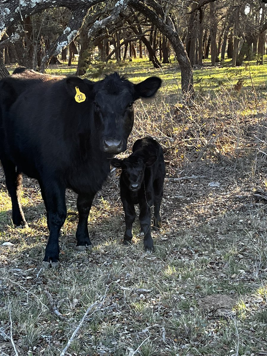 alison_jalufka's tweet photo. Celebrations allow collaborative teams to live life together. Today I celebrated that we had a new baby calf which led to lots of laughter and jokes about animals. Sometimes humor is the best medicine before doing the important work of PLC. #PLCreflection https://t.co/nuYEDotgTf