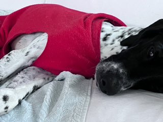 Southeast GSP Rescue tweet media
