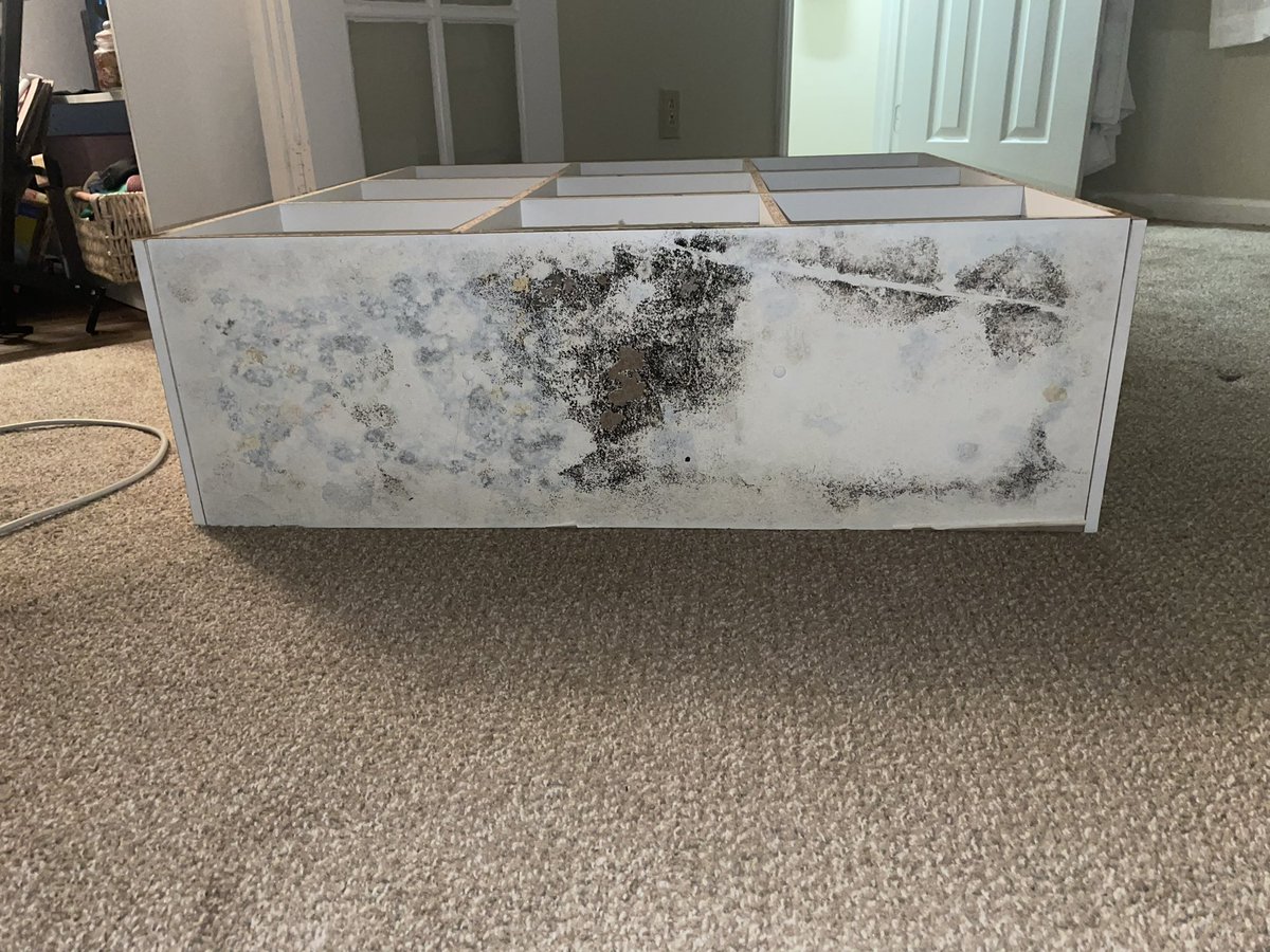 christysuddarth's tweet photo. #LawyerTwitter I need your help. My house flooded over Christmas because a burst pipe. We found water on 12/26. Pipe repaired and water restored 12/29. Water “extraction” 1/5 (carpet still wet). Found black mold 1/26. Rental company dragging 1/2 https://t.co/VawWSDsEOF