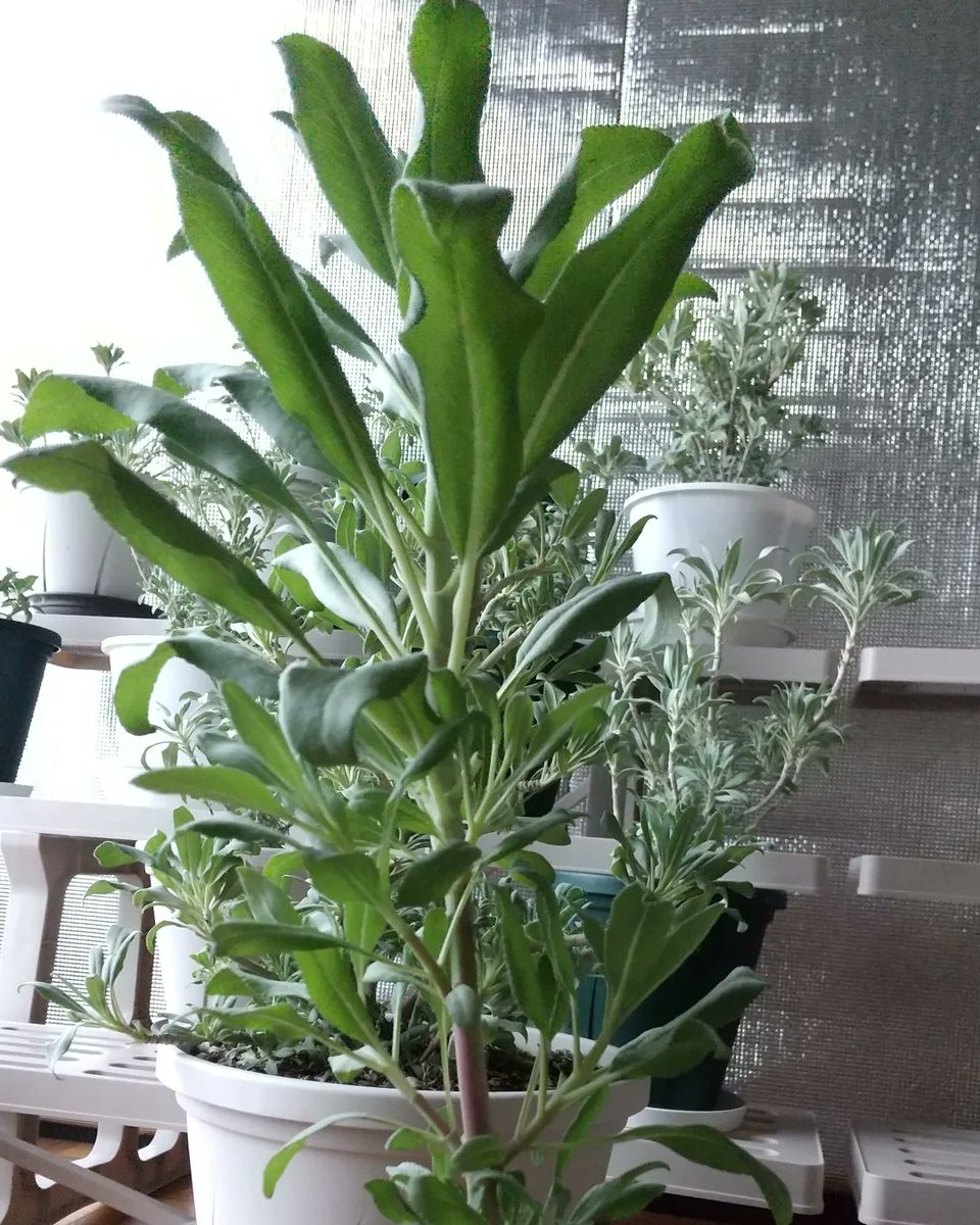 takakitokuya369's tweet image. #ホワイトセージ
日照不足ぎみなので、
ペンタガーデンを
ポチりました。
#5ala