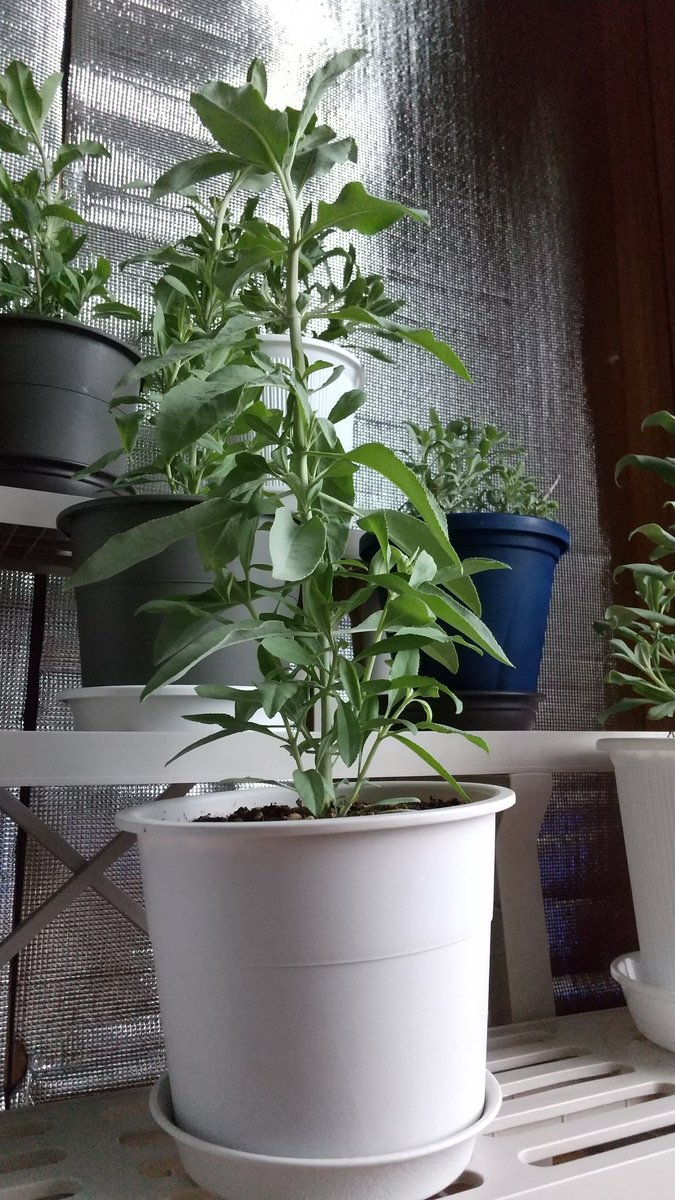 takakitokuya369's tweet image. #ホワイトセージ
日照不足ぎみなので、
ペンタガーデンを
ポチりました。
#5ala