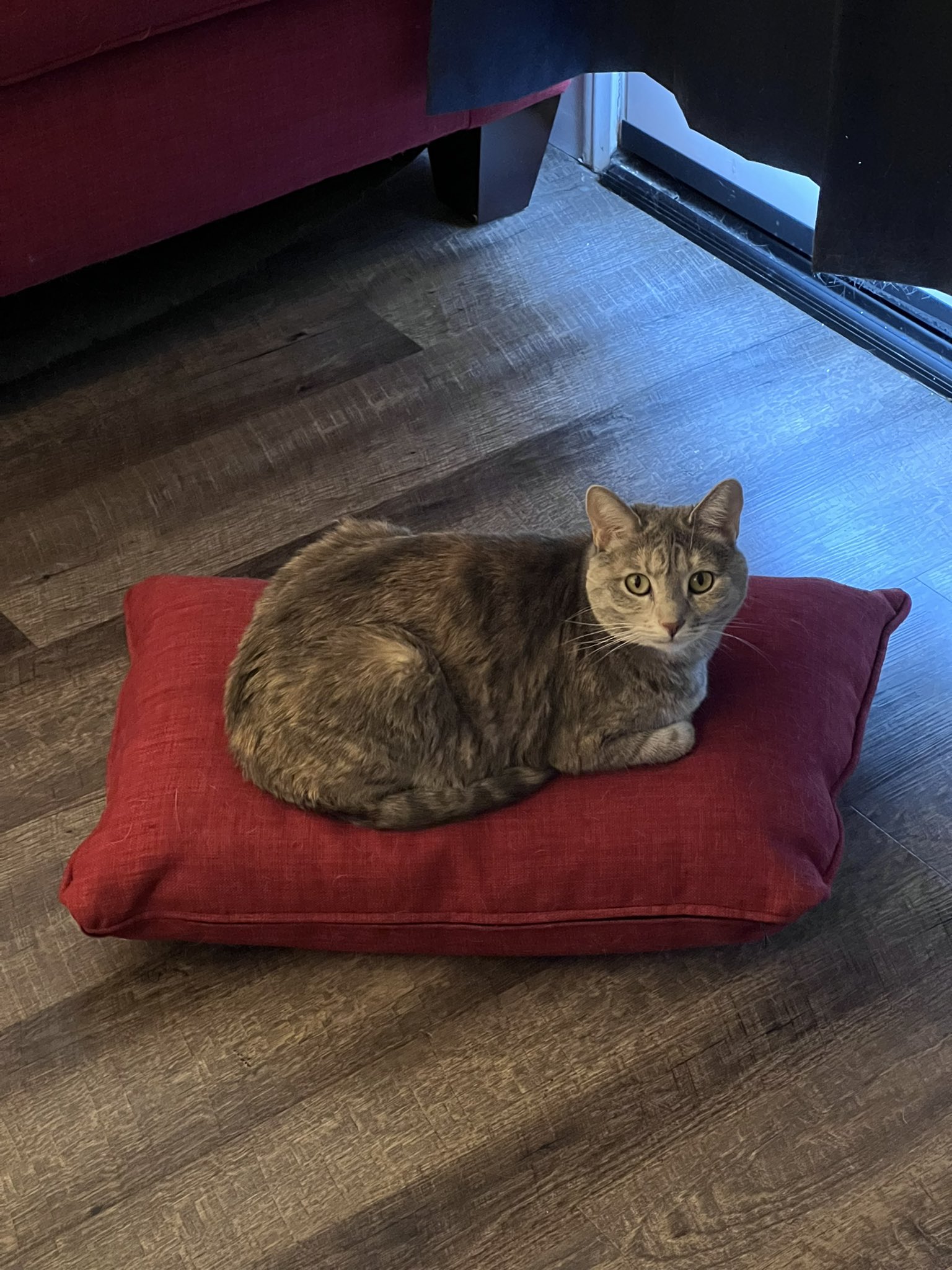 Celestalon on Twitter "Vallah knocked a pillow off her couch this