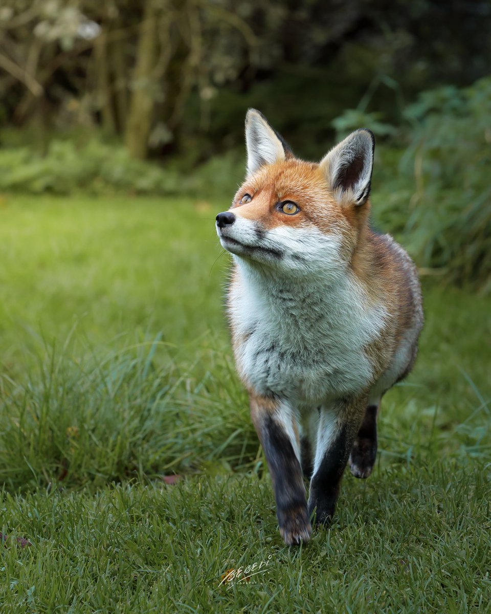 @sykesjeff Looking up - a #redfox looking up for an opportunity @SurreyWT @WildlifeMag @natgeowild #FoxOfTheDay taken with @CanonUKandIE #TwitterNatureCommunity #wildlifephotography @WoodlandTrust @ChrisGPackham #britishwildlife