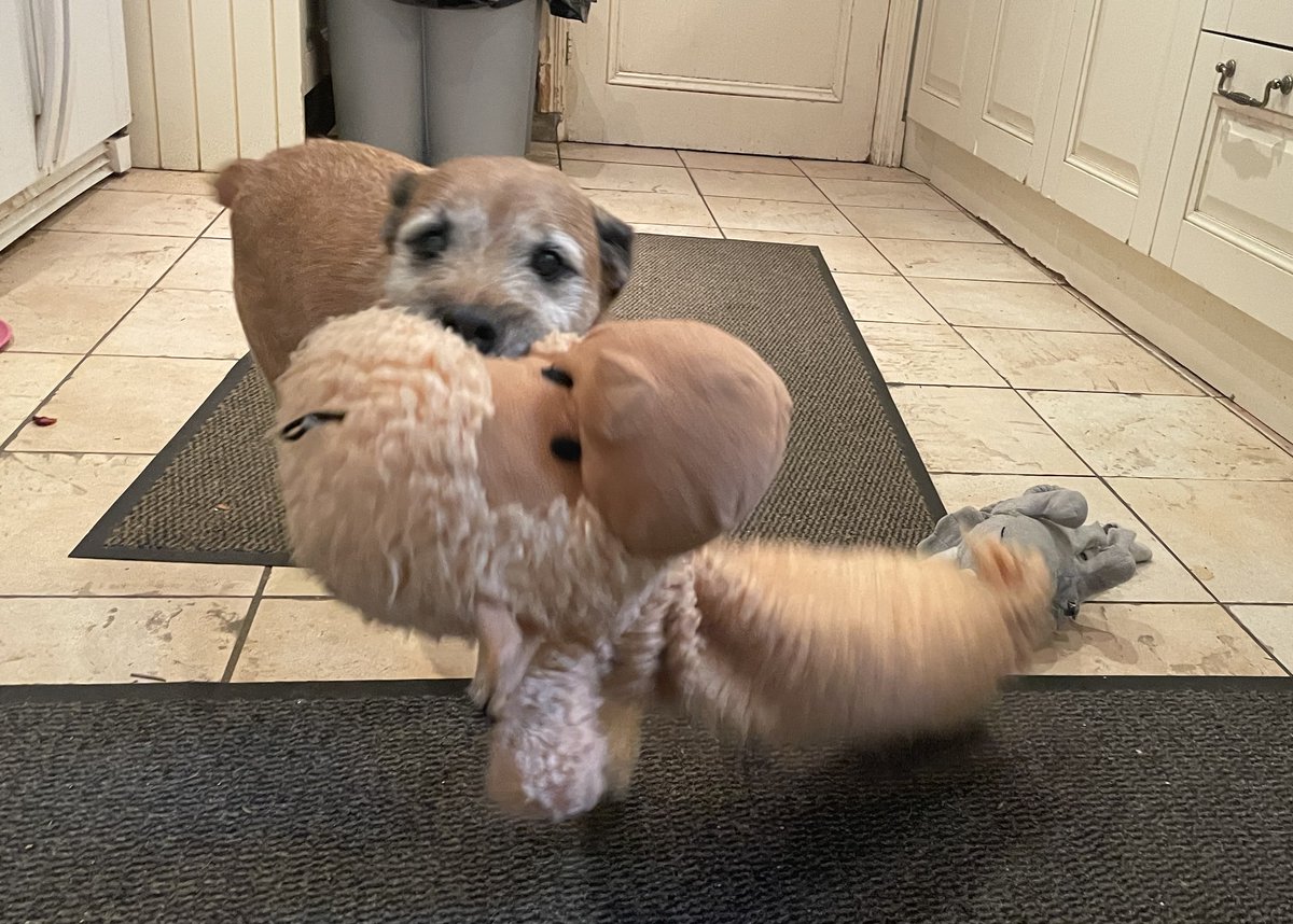 Bertie 11yo large terrier cross needs forever home within 20 miles radius of J8 M25 Surrey UK. Limit set as tiny charity offering lifelong support if needed. Needs secure garden &amp; adult only home. Has lived with a dog so could match with care. epsomcaninerescue.co.uk/index.php/dogs…