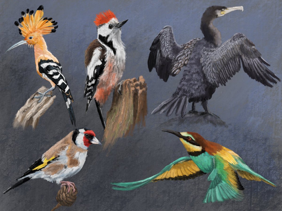 WeeksBenjamin's tweet photo. Bird drawing practice! #birds #birdart https://t.co/xv2TI8l8z7