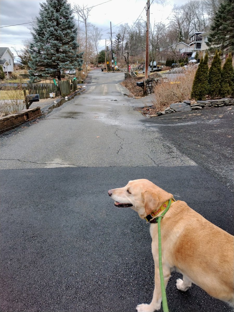 melaipetsitting's tweet photo. Beautiful hour walk with Gracie. 🙂
#dogsoftwitter https://t.co/RGDErnyl03