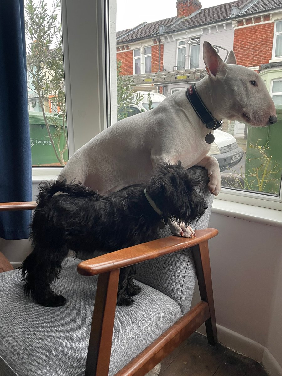 LeeWhitewood's tweet photo. @WealthInc247 English Bull Terrier https://t.co/f9gKMk7Ip7