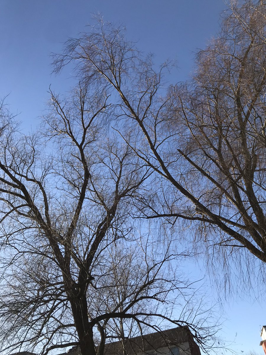 wallinvictoria1's tweet photo. The sun was shining but the trees still look dark and ominous, clawing at us. 💙 #blueskies #darktree #amwriting https://t.co/aoGpfGhuEr