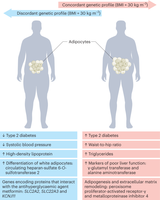 NatMetabolism's tweet photo. Online now! Illuminating the ‘healthy obese’ phenotype https://t.co/0z80jWLNH0 https://t.co/rQeWdCPTPI