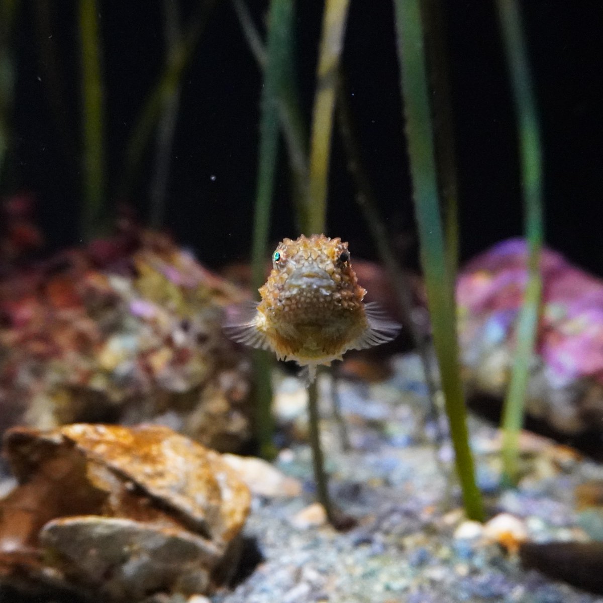 Seattle Aquarium tweet media