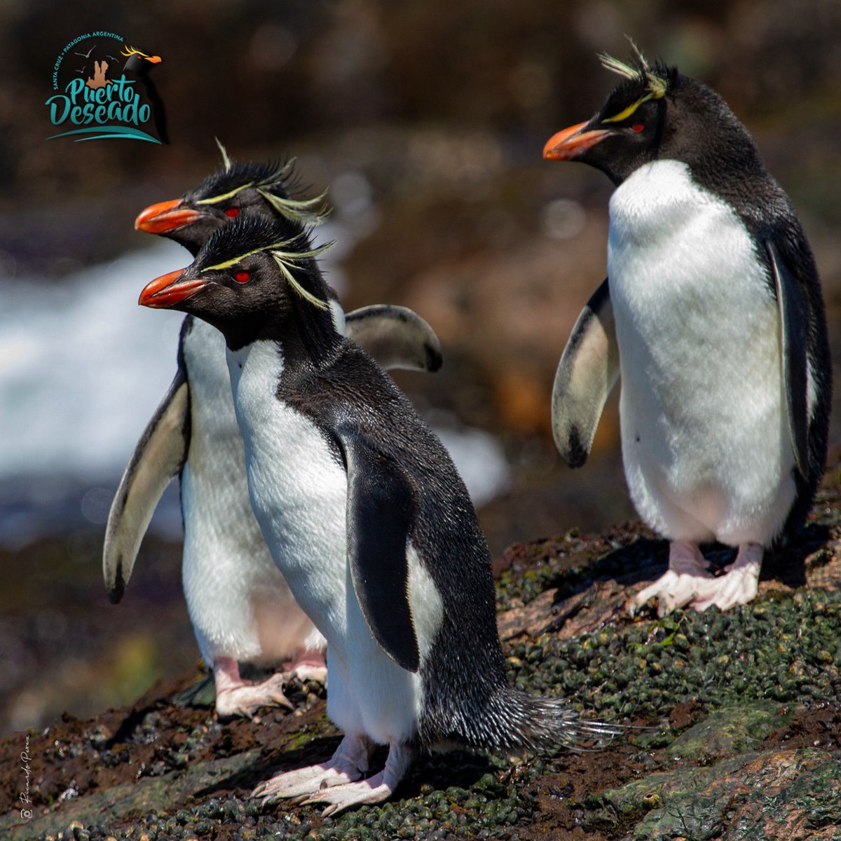 ¿Sabías que #PuertoDeseado es la ciudad más cercana desde el continente donde se puede avistar al Pingüino de Penacho Amarillo?🐧 ¿Todavía no lo conoces? ¡Te estamos esperando! 🤩
#PuertoDeseado #Patagonia #SantaCruz #explosiondebiodiversidad #PenachoAmarillo #AnimateaSantaCruz
