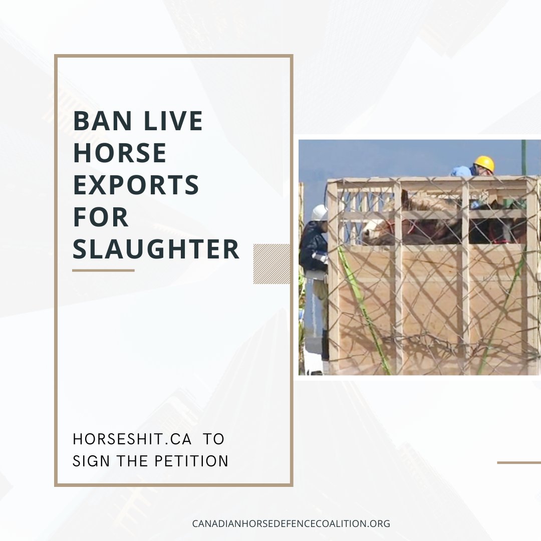 defendhorsescan's tweet photo. ⏲️Less than 2 weeks left to sign Petition e-4190!  - it will be closing for signatures on February 7, 2023, at 10:50 a.m. (EDT)
🇨🇦 https://t.co/5JtnElyKJN to sign 🖊️ https://t.co/i5kNMZkLGv