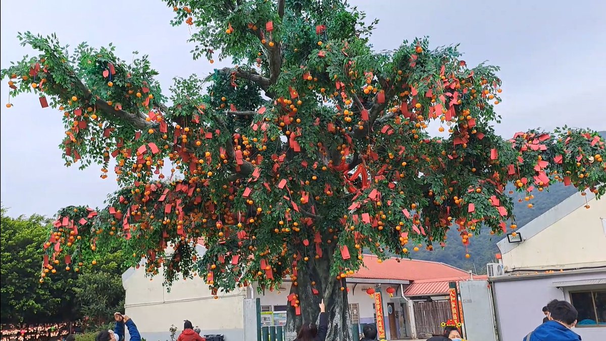 HN9680's tweet photo. 林村鄉 - 林村許願樹~
happy lunar new year 2023
#Lam_Tsuen_Wishing_Tree #HK #hkbus #Volvo #b8l #b9tl #2023NewYear https://t.co/qjK8eJvMaW