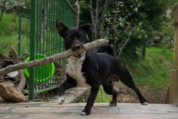 After 17 years of loyalty and love, a dear family member of mine has bridged to paradise.

Ciao Billy, you’ve truly been special, I’ll carry you forever with me.

❤️🕊️🫡