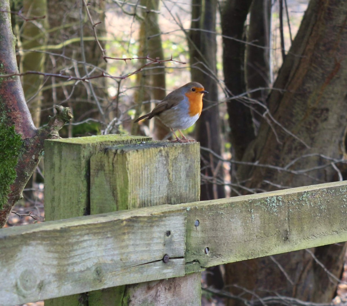 Pftameside's tweet image. Practising our twitching skills at Reddish Vale today, ready for the @Natures_Voice #BigGardenBirdWatch 
Lots of ducks &amp;amp; geese, but it was the garden birds we were there for. We spotted coal &amp;amp; blue tits, nuthatches, a wren, robins, blackbirds, magpies and a flock of parakeets !!!