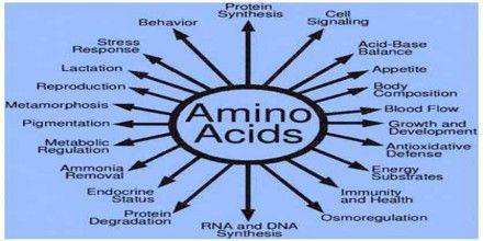 Your #body can’t #produce the nine essential #amino acids, so you #need to get them #from #your #diet. #Conditionally essential amino acids are #nonessential amino #acids that #become #essential in #certain #circumstances, such as #illness or #pregnancy. LiveGood.com/GoodBuy