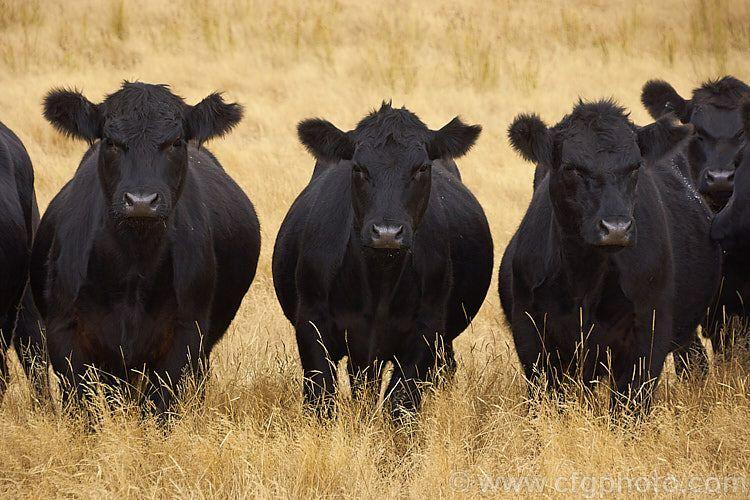 feedlotmagazine's tweet photo. You cannot feed your way out of an #energy deficiency by just providing #protein. It is recommended that no more than 15% of the total CP in the diet comes from a non-protein nitrogen source. #urea #biuret

https://t.co/LKOrkzFcgv https://t.co/GB5dw7oE1G
