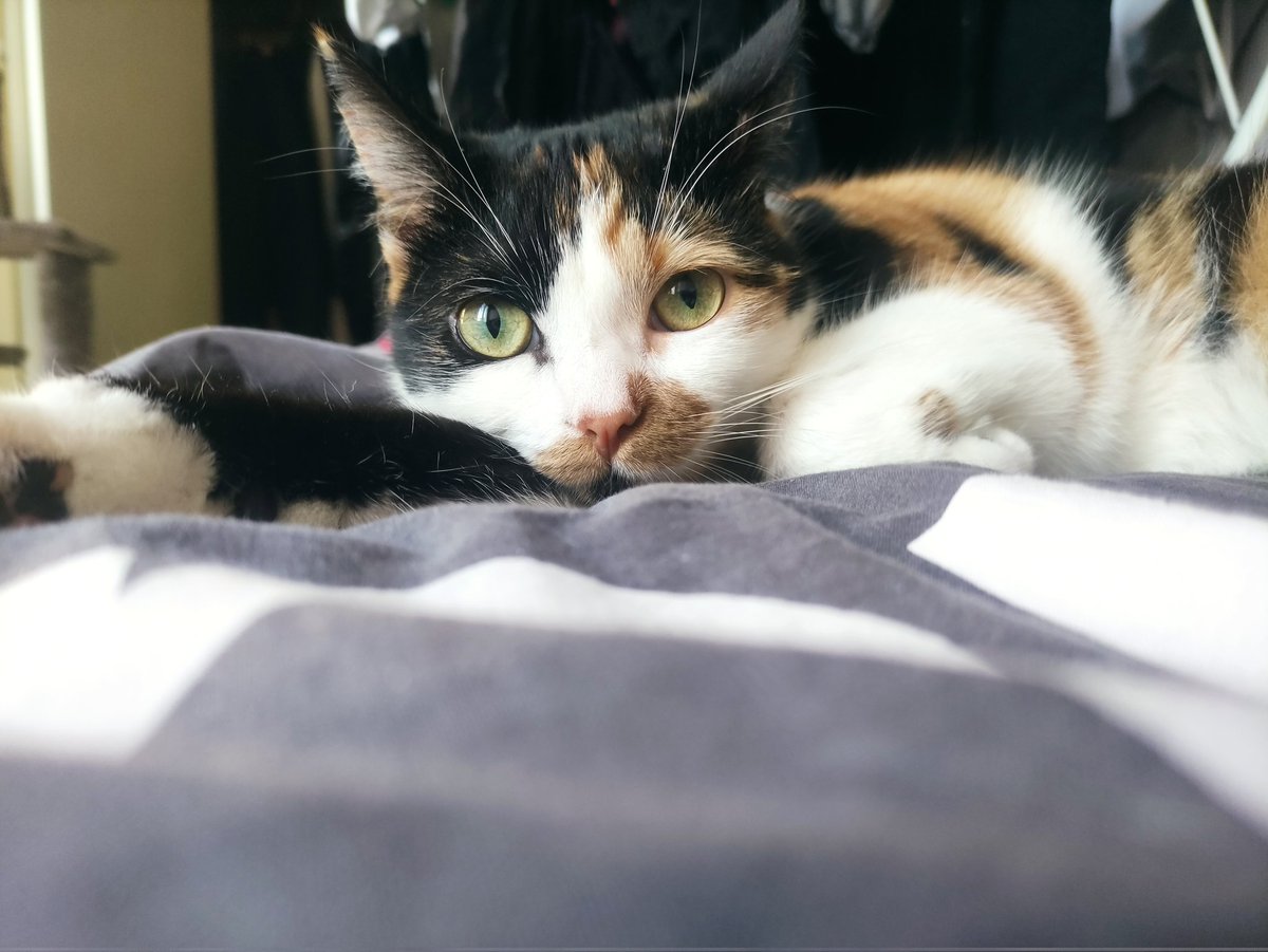 Choubirdek's tweet photo. Petit chat versus La Frip' https://t.co/pQy60NnKi0