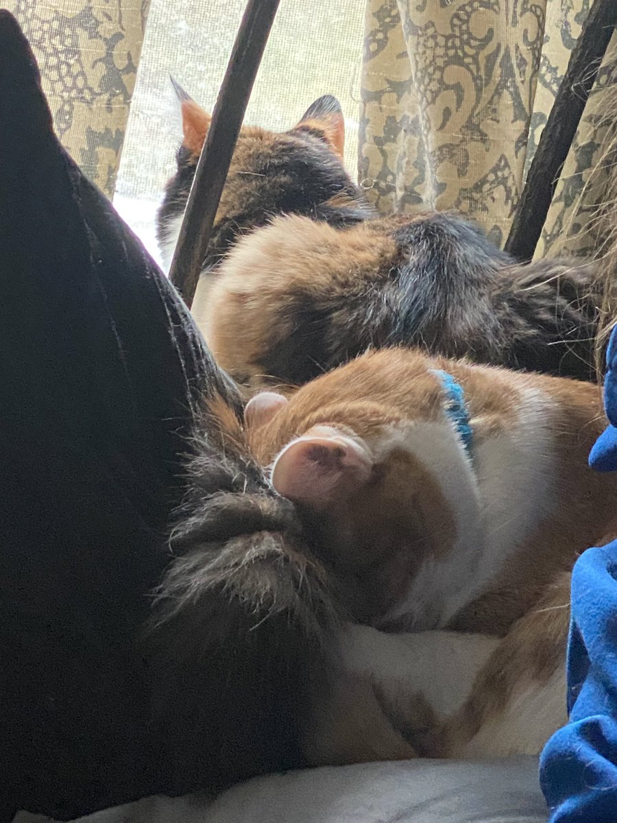 sunnys_art's tweet photo. My cats❤️ My orange cat sleeps so weirdly lol i love him https://t.co/XhE0sbtDUW