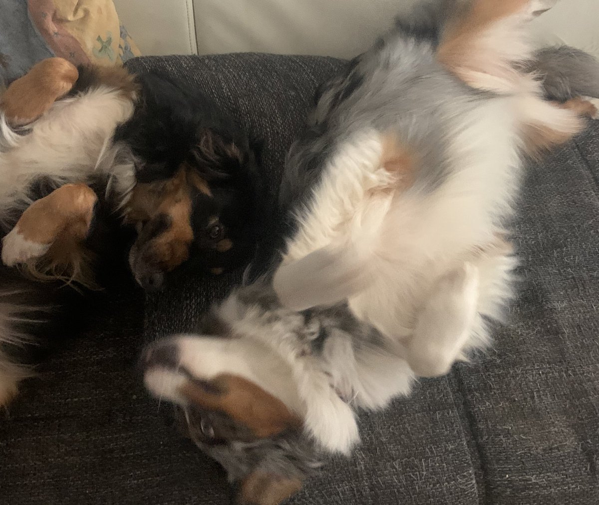 Vakey ඞ tweet media