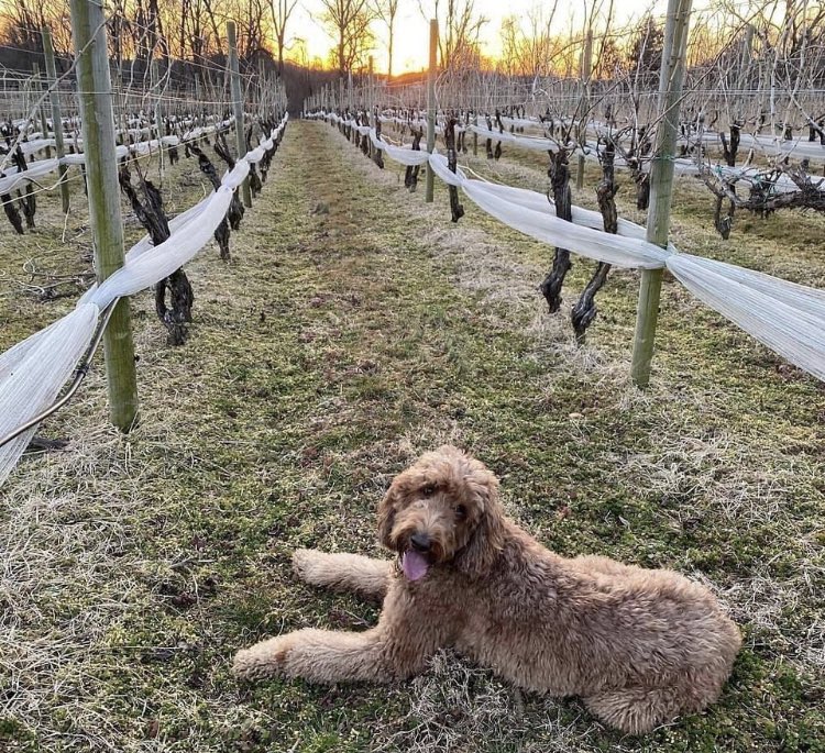 Vineyard Life ❤️ #pawine #pawines #pawineland #vineyardlife #vineyard #bvwinetrail #growingwine