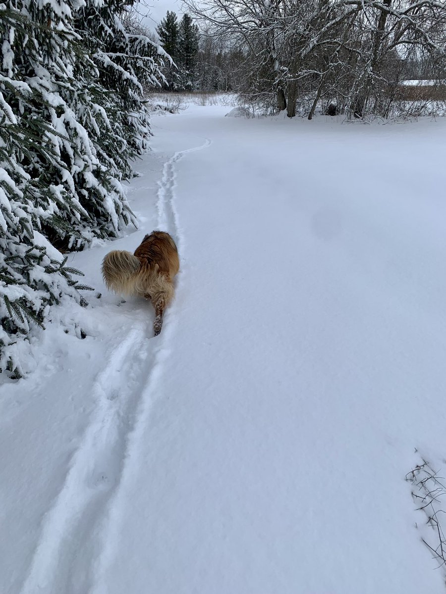 ArleneGeerlinks's tweet photo. Nothing better than fresh snow for a dog walk and fresh deer tracks for the dog to sniff in my back field. #colliemix #dogwalking #freshsnow #deertracks #sprucetrees #winter2023 https://t.co/SLyOUItw9G