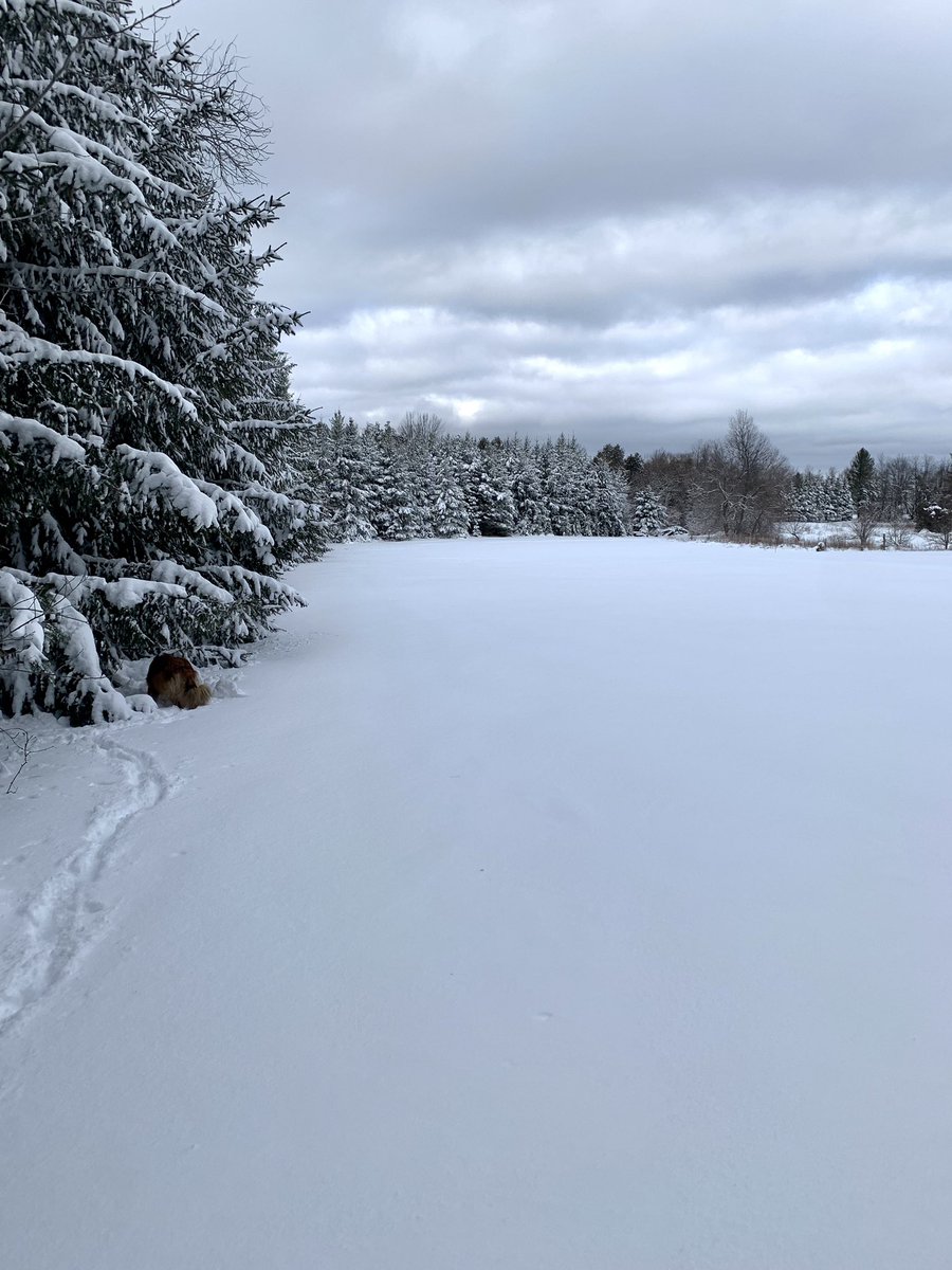 ArleneGeerlinks's tweet photo. Nothing better than fresh snow for a dog walk and fresh deer tracks for the dog to sniff in my back field. #colliemix #dogwalking #freshsnow #deertracks #sprucetrees #winter2023 https://t.co/SLyOUItw9G