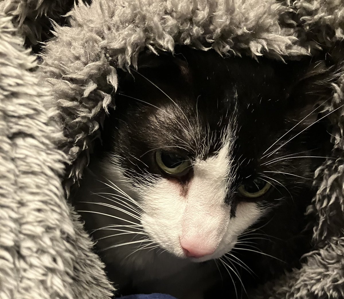 amazingraceart's tweet image. Wee wonky ear popped his head out .. then right back in again 🐱😀 #CatsOnTwitter #cats #coldday #sleep