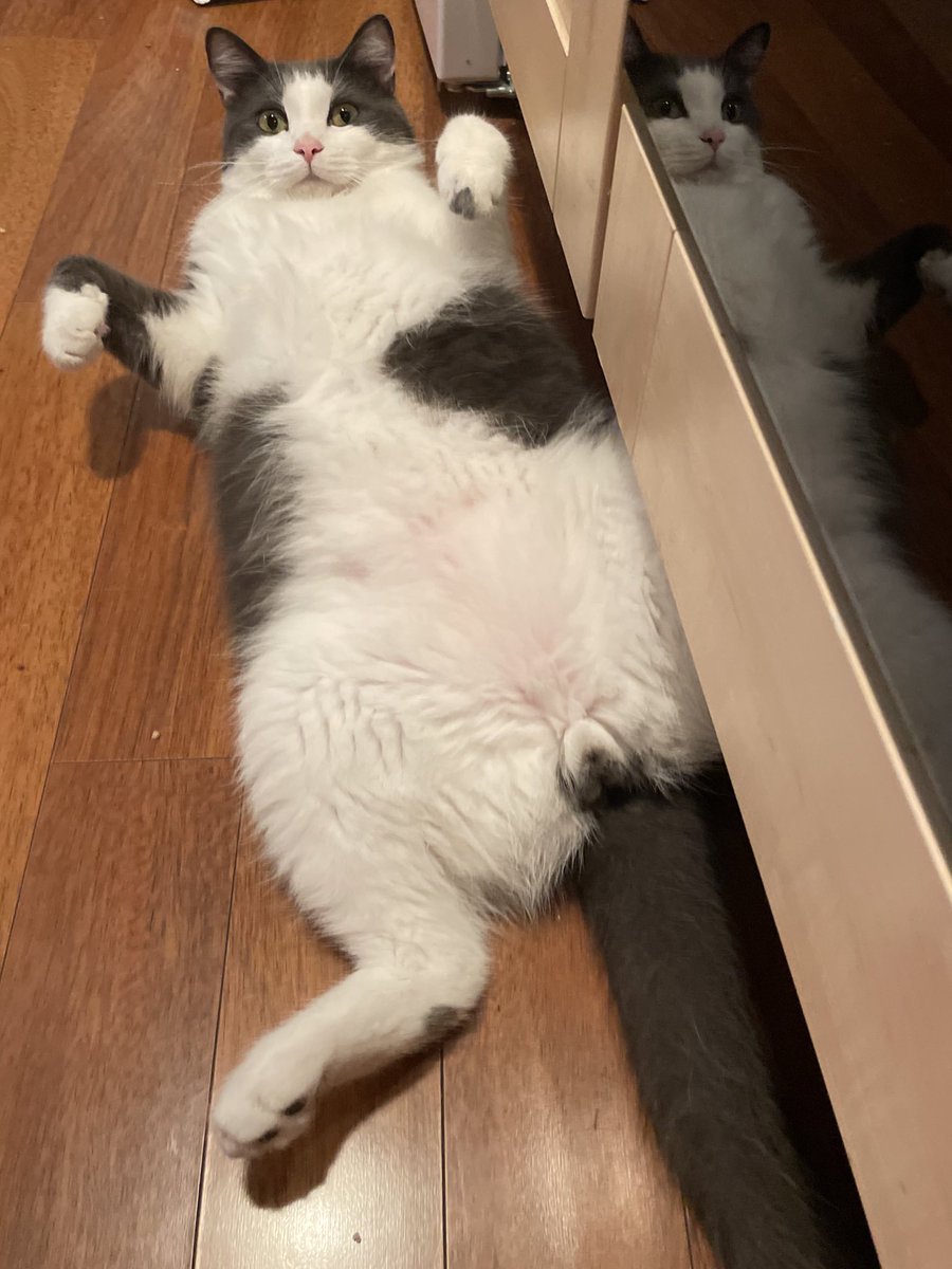 lusissi_'s tweet image. Stuart vs STUART