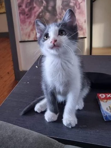 lusissi_'s tweet image. Stuart vs STUART