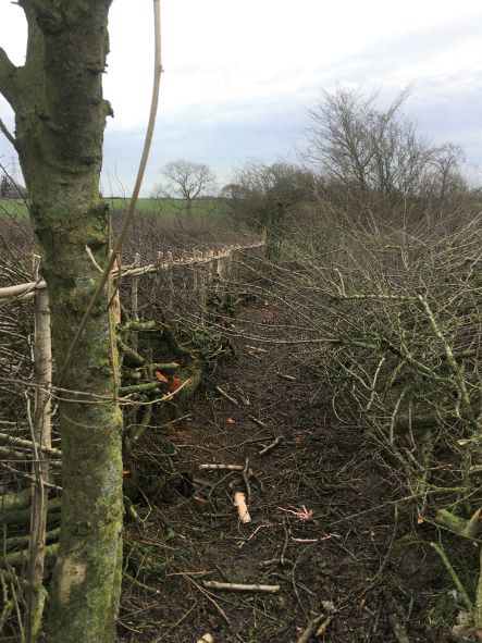 1 A thread on #hedgelaying...   At the end of last year, we had an experienced Champion hedgelayer in to tackle a couple of our #hedges which we were due to have laid with CS funding.