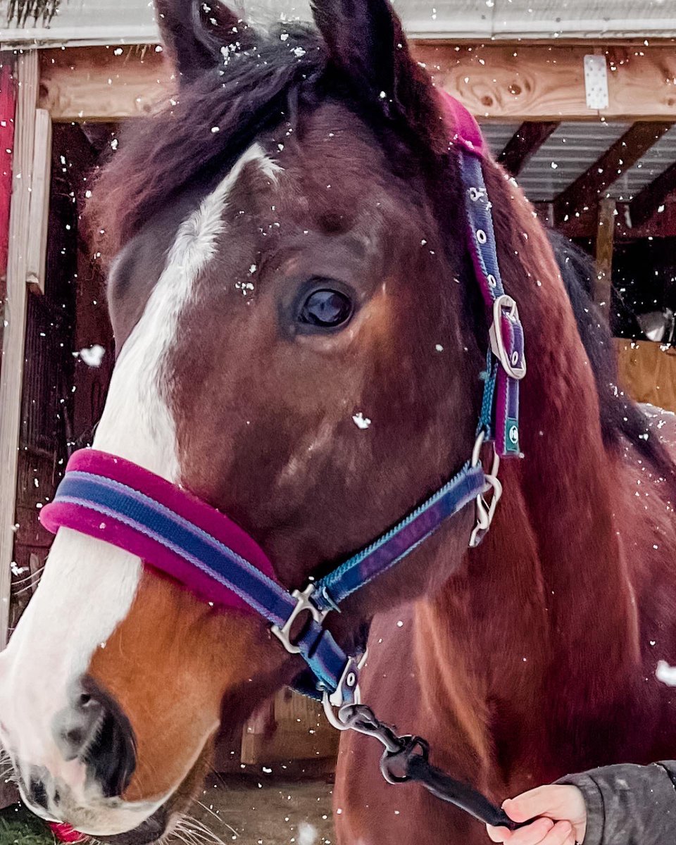 HelloHazelCo's tweet image. Griffin is an OTTB and the inspiration for this shop. 💕