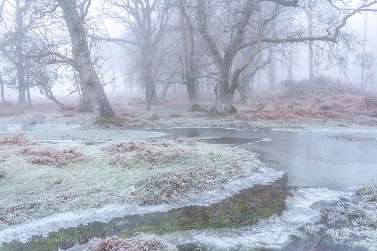 ‘Those who don’t believe in magic will never find it’ ✨

#newforest #woodlands #fog #frost #forest #magical #appicoftheweek #jessopsmoment