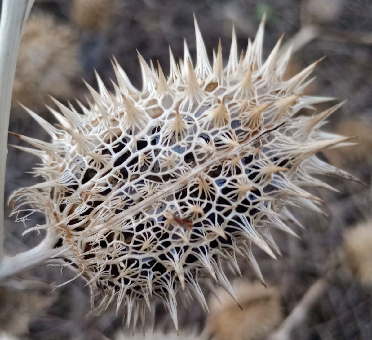 The gorgeous skeletonised framework of a Thorn Apple pod today, still packed with seeds.