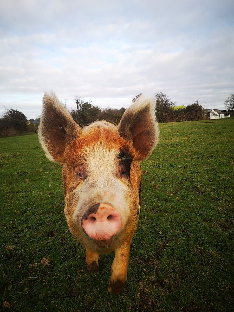 ThreePaddocks's tweet image. Lady Lavinia (or Lady L, Big L.)