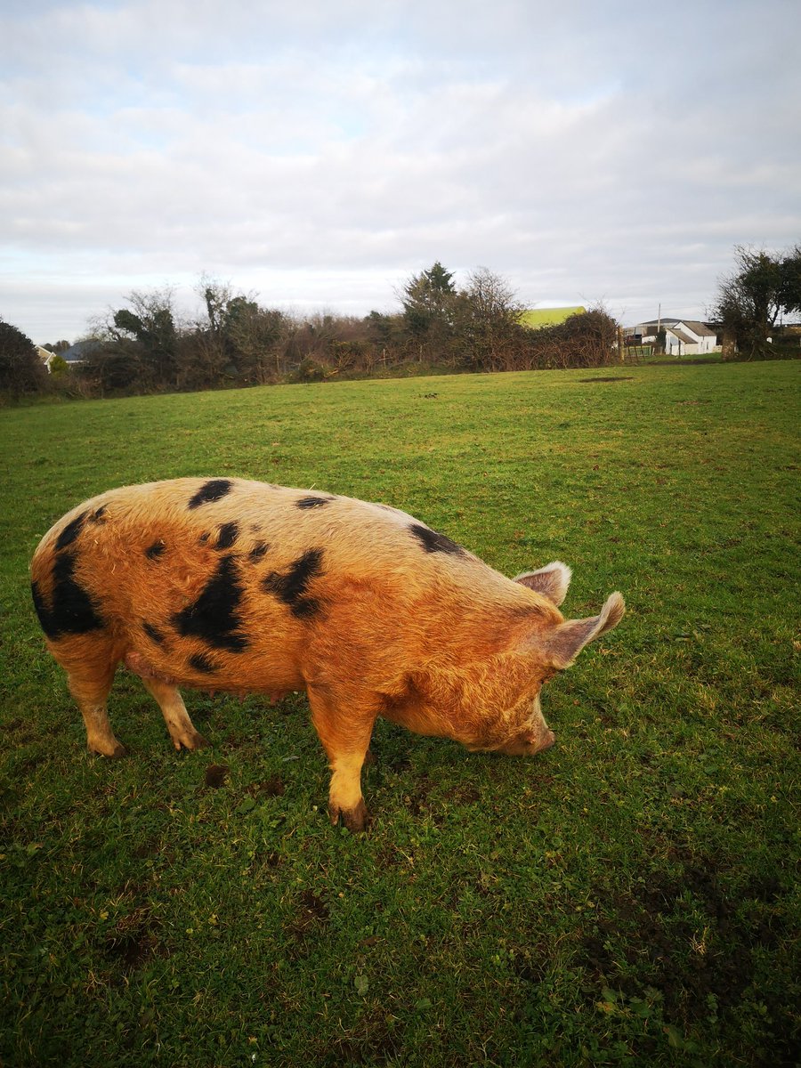 ThreePaddocks's tweet image. Lady Lavinia (or Lady L, Big L.)