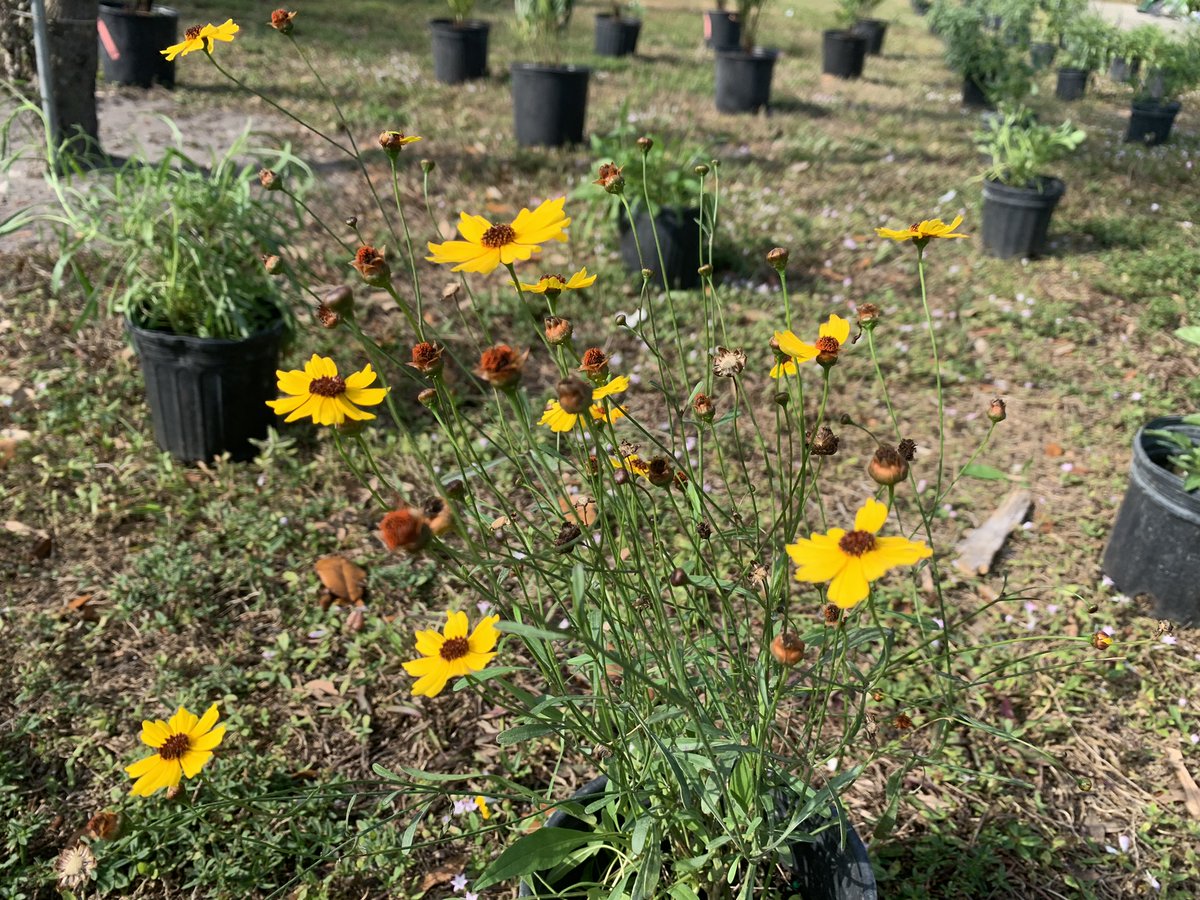 Waterway Advocates (@flwaterways) on Twitter photo So excited to present (drum roll, pls! 🥁) - North Glade Park's brand new #pollinator garden! Our amazing team planted 210 #SouthFlorida native plants, including Carolina Wildpetunia, Leavenworth's Tickseed, Elliott's Lovegrass & more.
<a href="/MiamiDadeParks/">Miami-Dade County Parks</a> #CarolCity #ClimateAction So excited to present (drum roll, pls! 🥁) - North Glade Park's brand new #pollinator garden! Our amazing team planted 210 #SouthFlorida native plants, including Carolina Wildpetunia, Leavenworth's Tickseed, Elliott's Lovegrass & more.
<a href="/MiamiDadeParks/">Miami-Dade County Parks</a> #CarolCity #ClimateAction