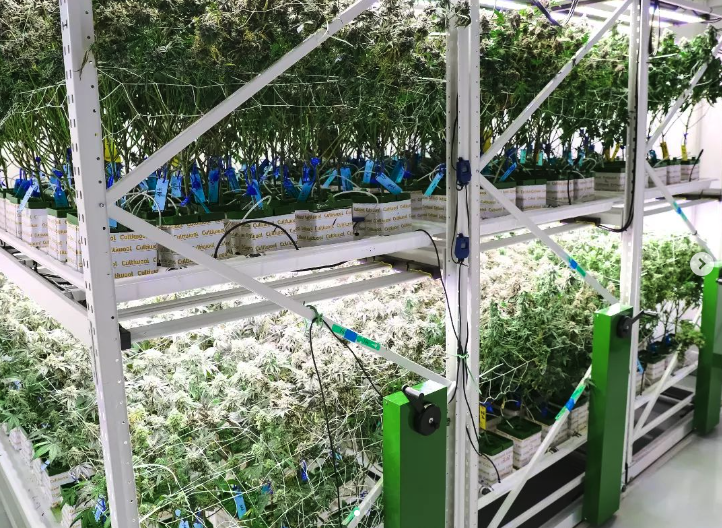 AgroLightingLED's tweet image. As horticultural lighting designers, we live in the future, and we make it our mission to bring the future to you. 💡 #PoweredByAgro
agrolighting.com/led