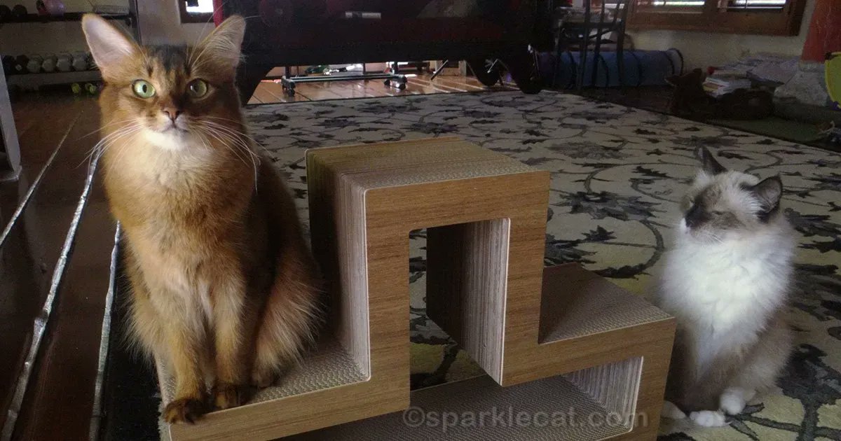 If you've ever wondered about how I feel about being the only kitty in the house, here are my thoughts, plus some more thoughts on cats and transitions: buff.ly/2WaK7hk #catlovers #ThrowbackThursday #catsoftwitter