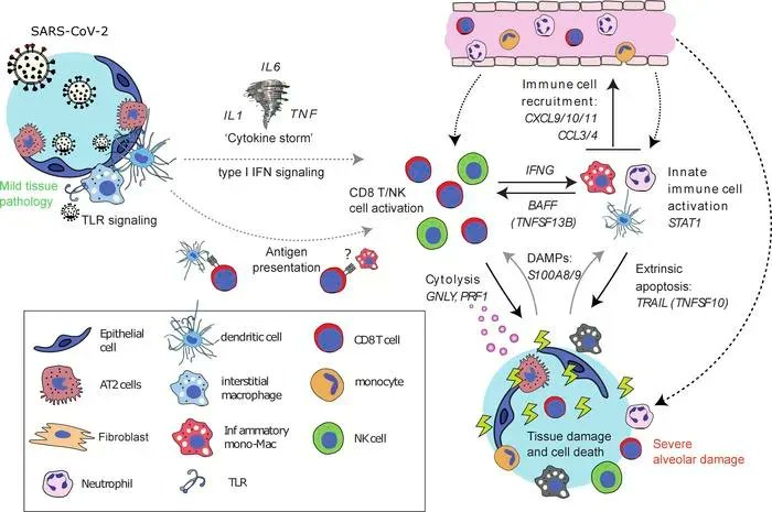 Spatial transcriptomics highlights immune cell crosstalk in #COVID_19 lung injury: buff.ly/3HtkiOu @fgissa @trig_oxford @snsansom @amyalbacross @UniofOxford #Inflammation