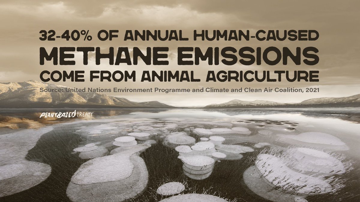 32-40% of annual human-caused methane emissions come from animal agriculture.

#reduceCO2emissions go vegan &amp; endorse the #plantbasedtreaty