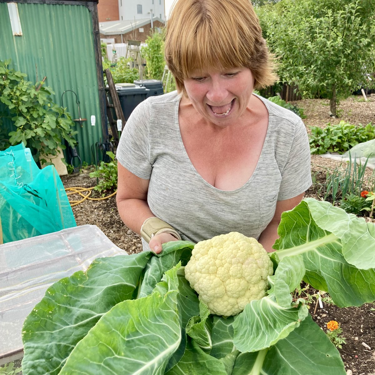 pottyplotters's tweet photo. Like when we unwrap our cauliflowers, be prepared to be amazed! Cos today we've been interviewing very special guests for our #Plotcast #Podcast... and yes we're v v naughty🤭! Listen https://t.co/GA7GXHmK78 new episodes 1st Feb 8am #allotment #allotmentlife #gyo #growyourown https://t.co/hMEzpylLsC