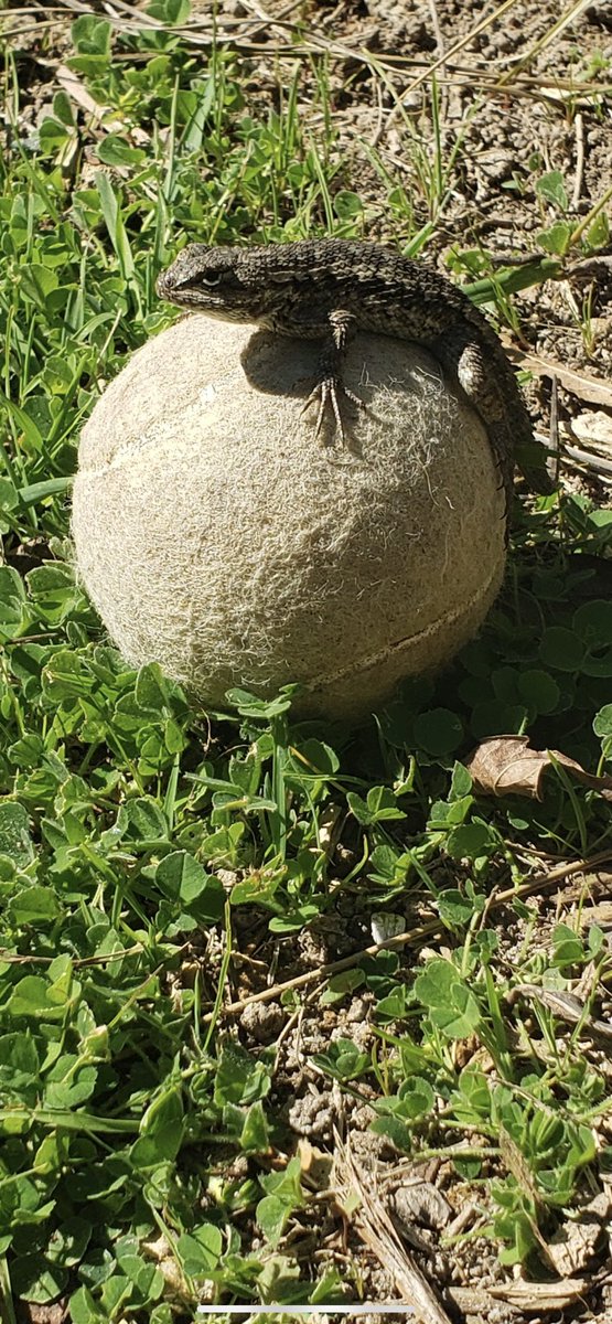 SofiaRosinsky's tweet photo. Just a #lizard friend from the past. #alligatorlizard #californializard #tennisball https://t.co/FPPy0cy8JL